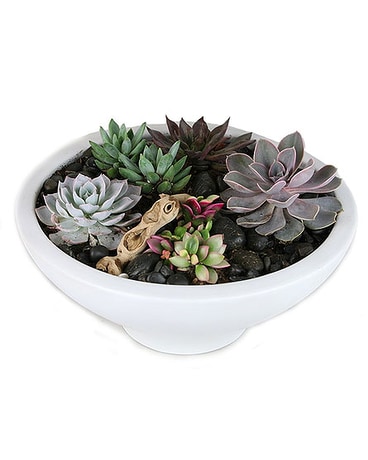 Plantscape