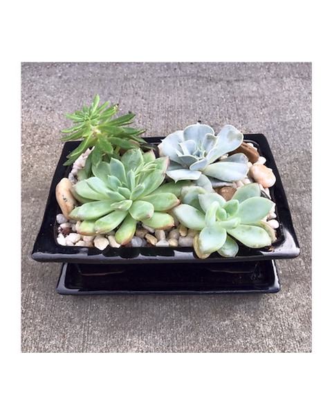 Succulent Gardens in Fort Collins CO - Paul Wood Florist