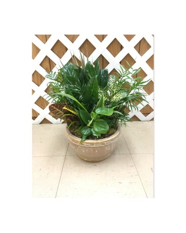 Ceremic Dish Garden
