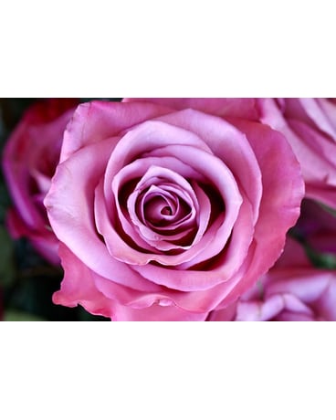Moody Blues Roses arranged in a VASE