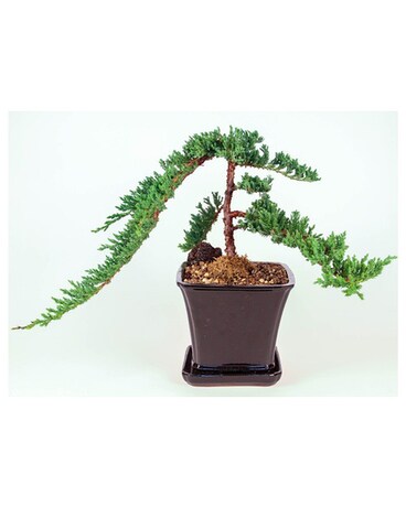 Sweeping Chinese Juniper Bonsai