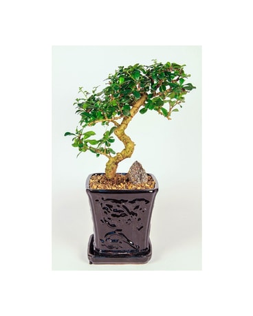 Fukien Tea Bonsai
