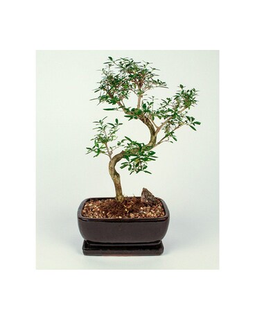 Chinese Sweet Plum Bonsai