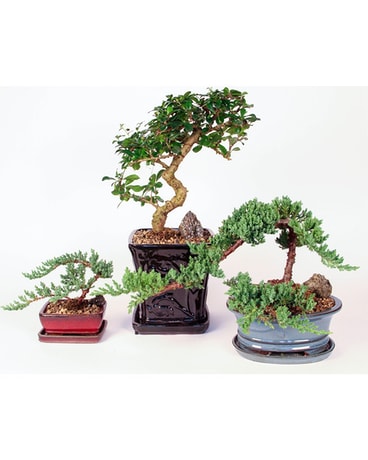 Assorted Bonsai Plants