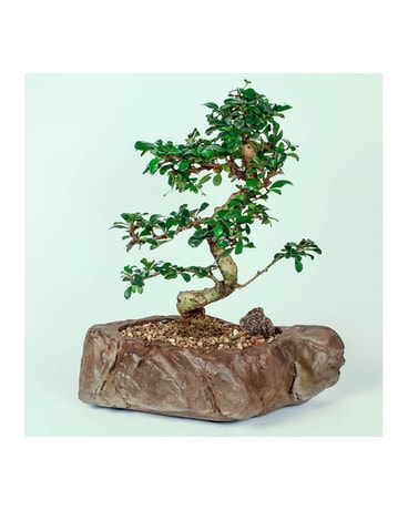 Fukien Tea Bonsai on Rock