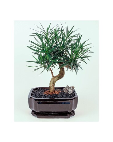 Podacarpus Bonsai