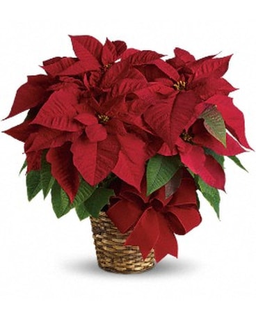 Large Red Poinsettia Flower Arrangement