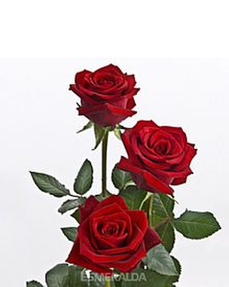Roses: Red or Multi Colored 250 - Jennie's Flowers