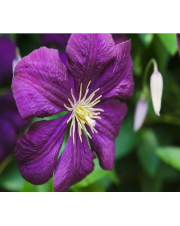 Clematis Vine  – “Jackmanii”