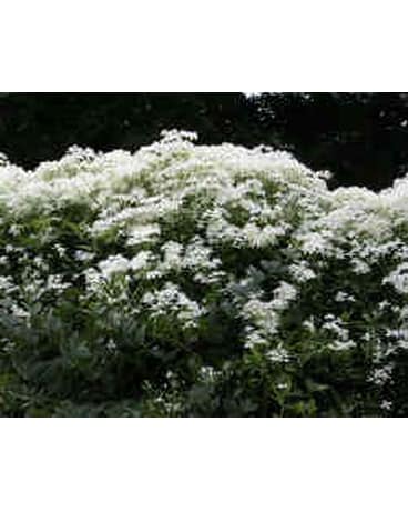 Clematis Vine - Paniculata, Sweet Autumn