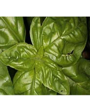 4in Pot: Basil, Dolce Fresca