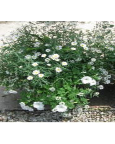 Larsen Special - Premium Patio Planters