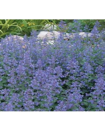 Perennial: Nepeta fassenii Catmint/“Purrsian Blue”