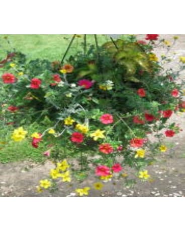 Larsen Special - Premium Hanging Basket