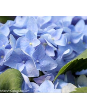 Hydrangea macrophylla Let’s Dance/“Blue Jangles”