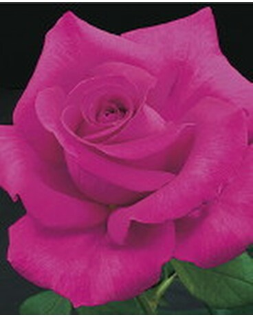 Rose Bush - All My Loving (Hybrid Tea)
