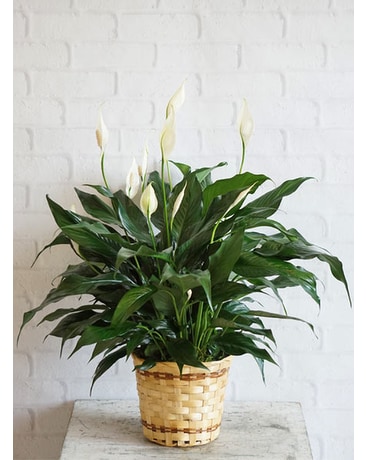 Medium Elegant Spathiphyllum