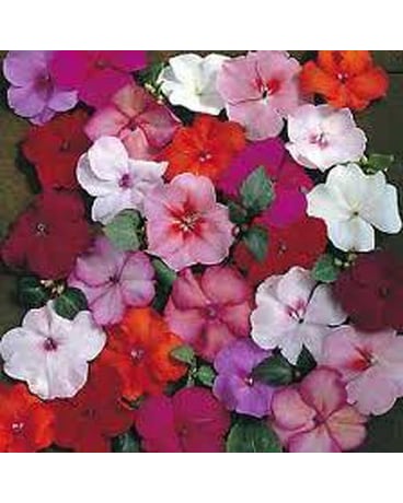 SUMMER PLANTING FOR YOUR LOVED ONE