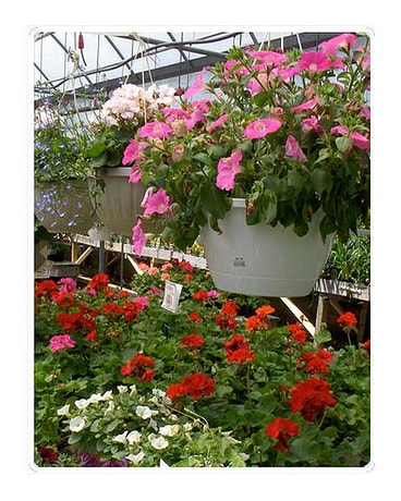 Annuals & Perennials