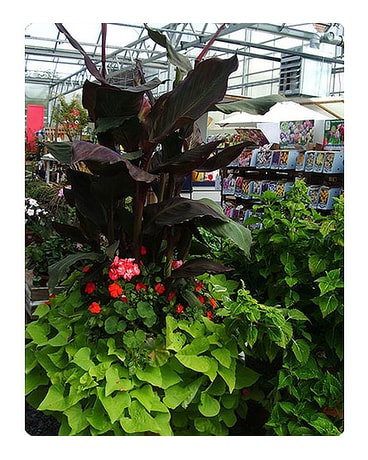 Annuals & Perennials