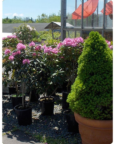 Outdoor Ornamentals