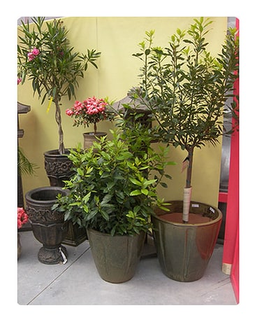 Outdoor Ornamentals