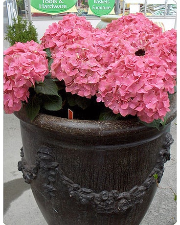Outdoor Ornamentals