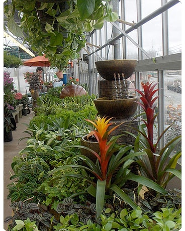 Tropical Plants
