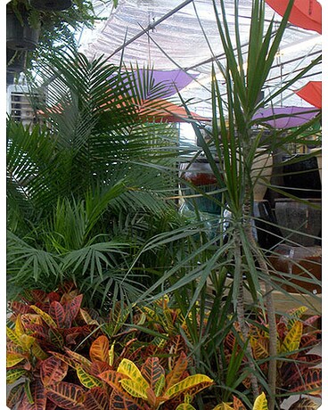 Tropical Plants