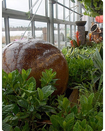 Tropical Plants