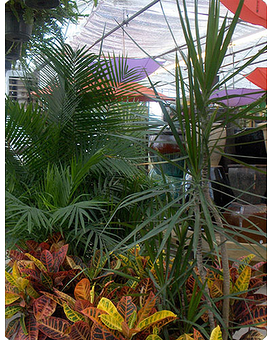 Tropical Plants - 