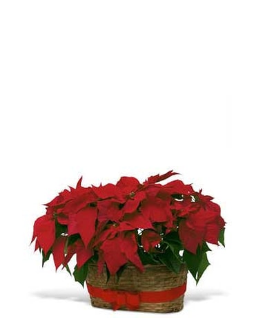 Double Poinsettia Basket