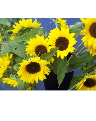 FLOWER OF THE MONTH CLUB