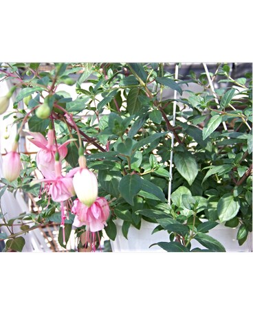 HANGING FUCHSIA PLANT