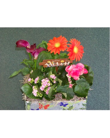 GARDEN PLANT MEDLEY