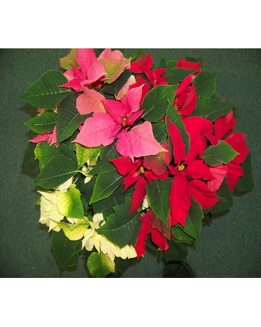 POINSETTIA SURPRISE Flower Arrangement