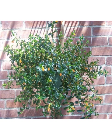 GOLDFISH PLANT