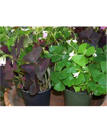 OXALIS SHAMROCK PLANT
