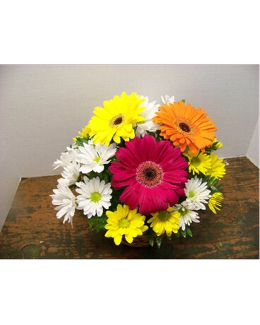 GERBERA DAISY BASKET