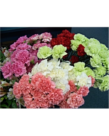CARNATIONS