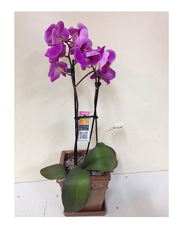 Orchid in a Ceramic Pot