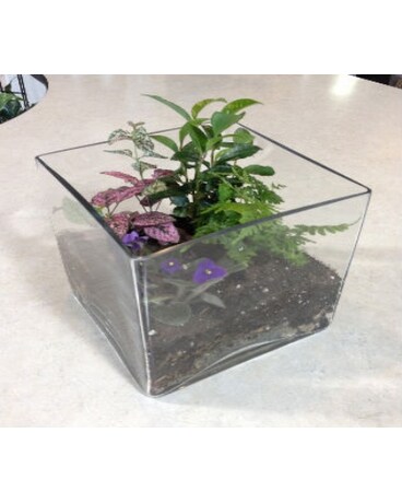 Terrarium cube