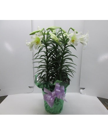 Triple Stem Easter Lily
