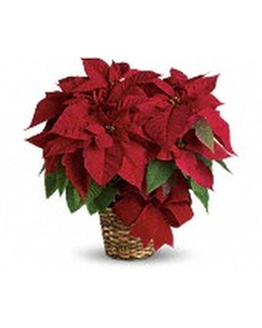 6 Red Poinsettia Basket