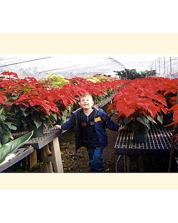 Poinsettia