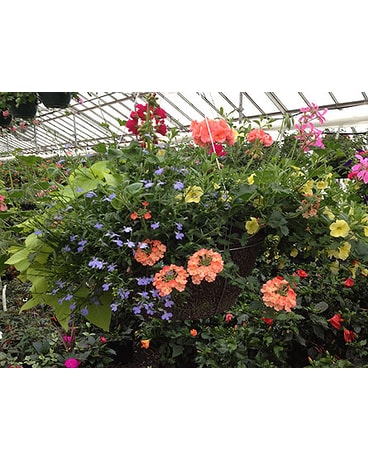 Greenhouse