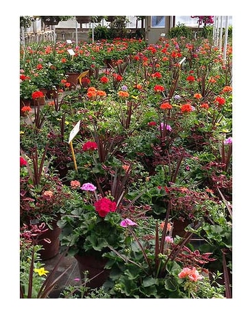 Greenhouse