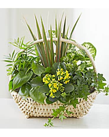 Dishgarden