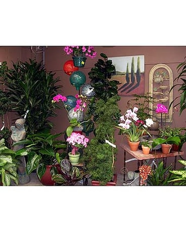 Our Store