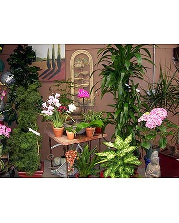 Our Store